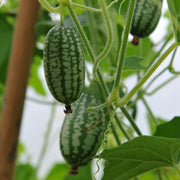Vine Seeds, Cucumis sativus