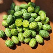 Vine Seeds, Cucumis sativus