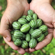 Vine Seeds, Cucumis sativus