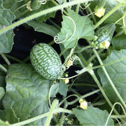 Vine Seeds, Cucumis sativus