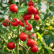 Vine Ripened Cocktail Tomato Seeds