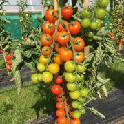 Vine Ripened Cocktail Tomato Seeds