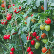 Vine Tomato Seeds
