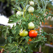 Vine Tomato Seeds