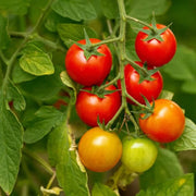 Vine Tomato Seeds