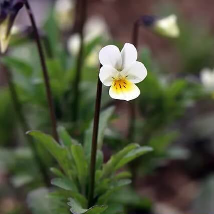 Yellow and White Pansy Seeds
