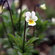Yellow and White Pansy Seeds