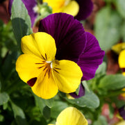 Viola Seeds, Viola tricolor Flower Seeds