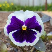 Viola Seeds, Viola tricolor Flower Seeds