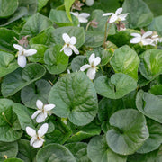 Alba Wildflower Mix Viola Seeds