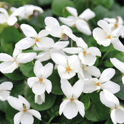 Alba Wildflower Mix Viola Seeds