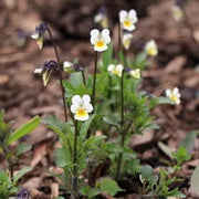Field Pansy Viola Arvensis Seeds
