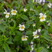 Field Pansy Viola Arvensis Seeds