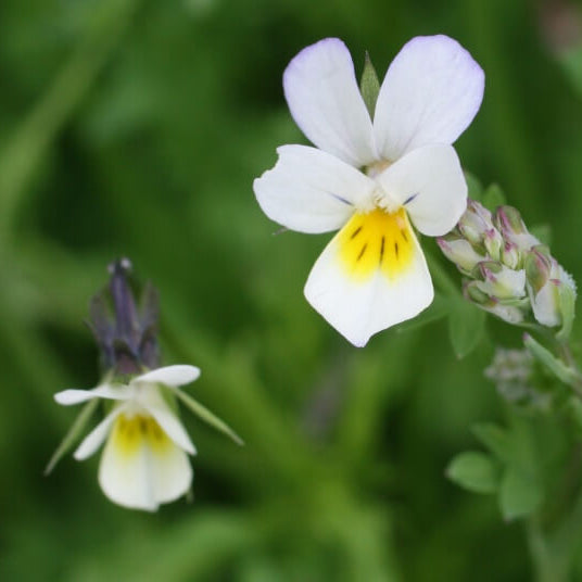 Field Pansy Viola Arvensis Seeds