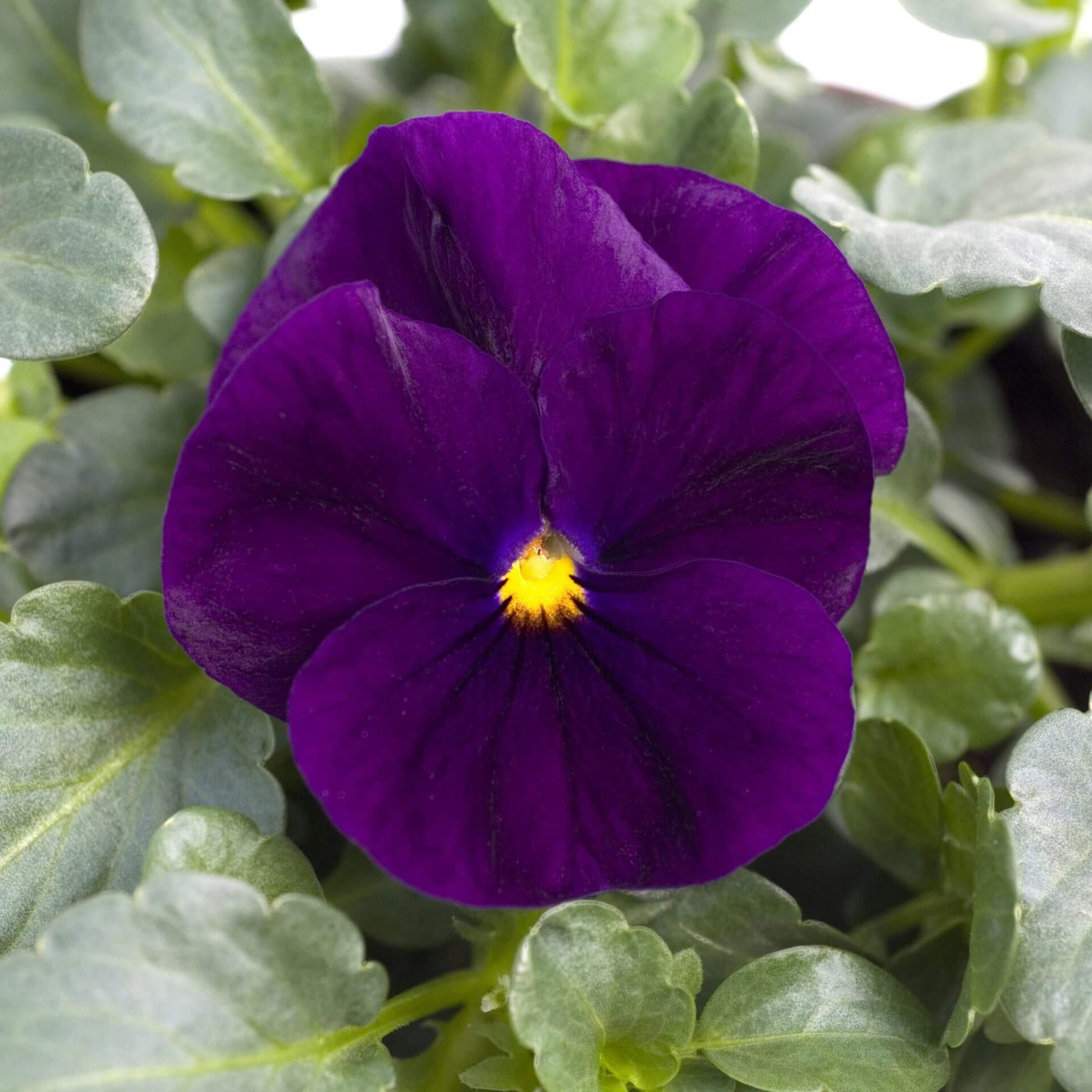 Sorbet Purple Ice Viola Cornuta Seeds