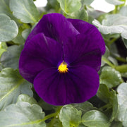 Sorbet Purple Ice Viola Cornuta Seeds