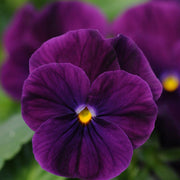 Sorbet Purple Ice Viola Cornuta Seeds