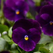 Sorbet Purple Ice Viola Cornuta Seeds