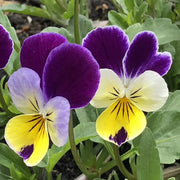 Johnny Jump Up Viola Seeds
