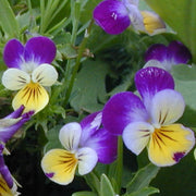 Johnny Jump Up Viola Seeds