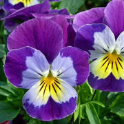 Viola Pansy Seeds