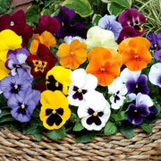 Viola Pansy Seeds