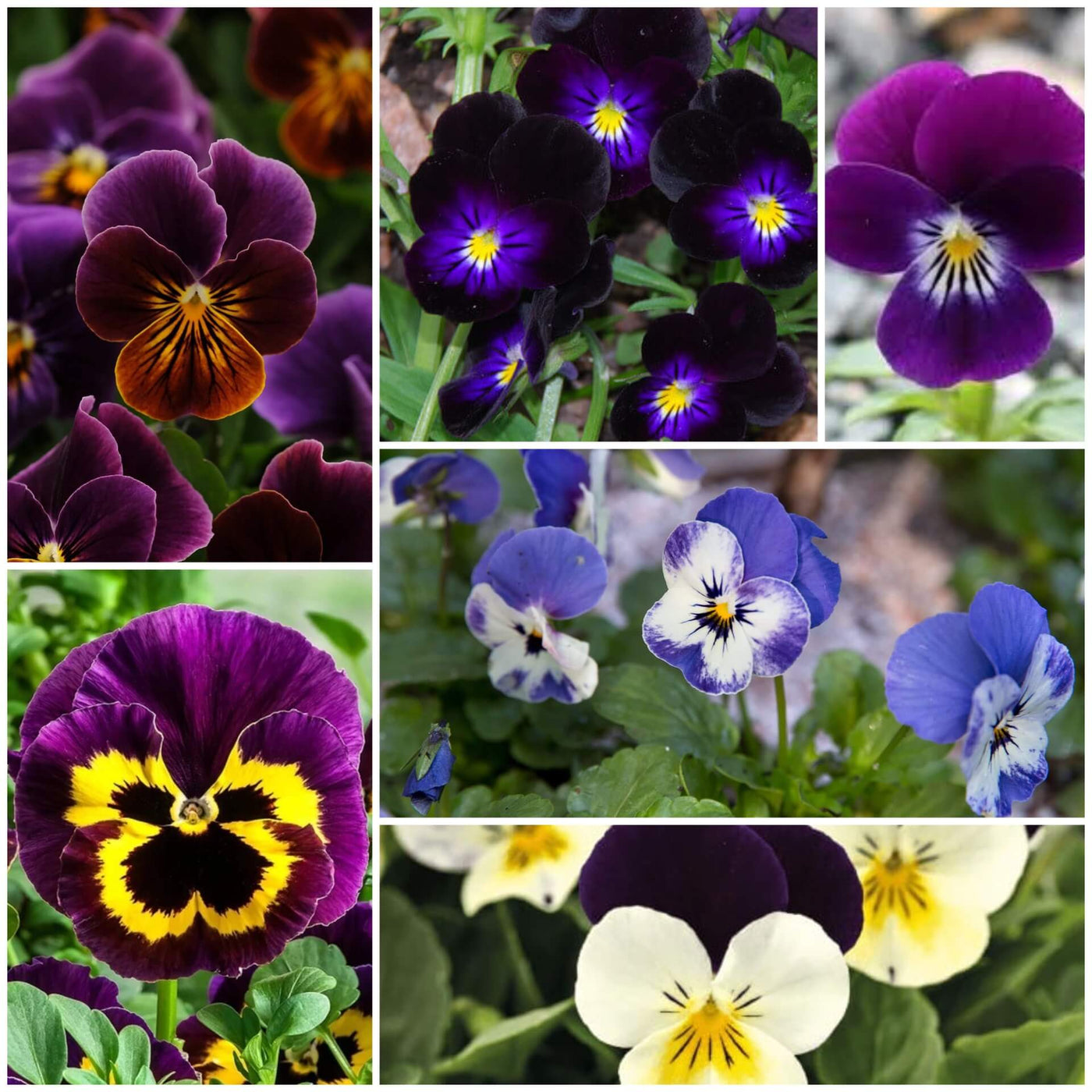 Viola Seeds - All In One For Home Gardens