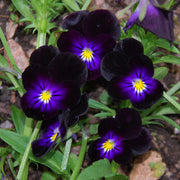 Viola Seeds - All In One For Home Gardens