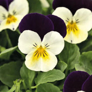 Viola Seeds - All In One For Home Gardens