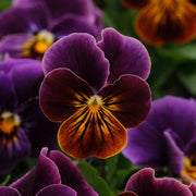 Viola Seeds - All In One For Home Gardens
