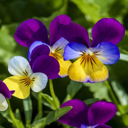 Viola Seeds, Viola tricolor Flower Seeds