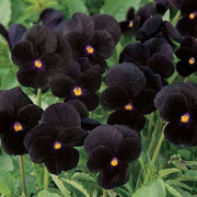 Black Viola Seeds