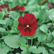 Red Blue Viola Seeds