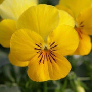 Yellow Viola Seeds
