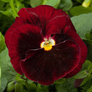 Red Blue Viola Seeds