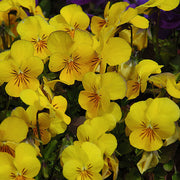 Yellow Viola Seeds