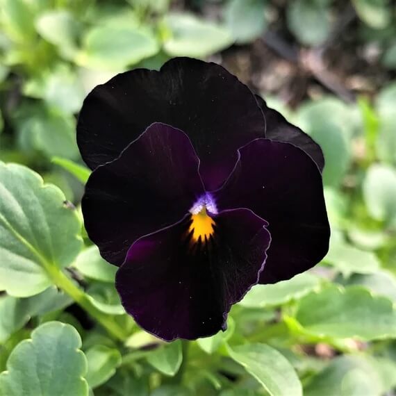 Black Viola Seeds