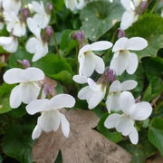 Alba Wildflower Mix Viola Seeds