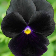 Black Viola Seeds