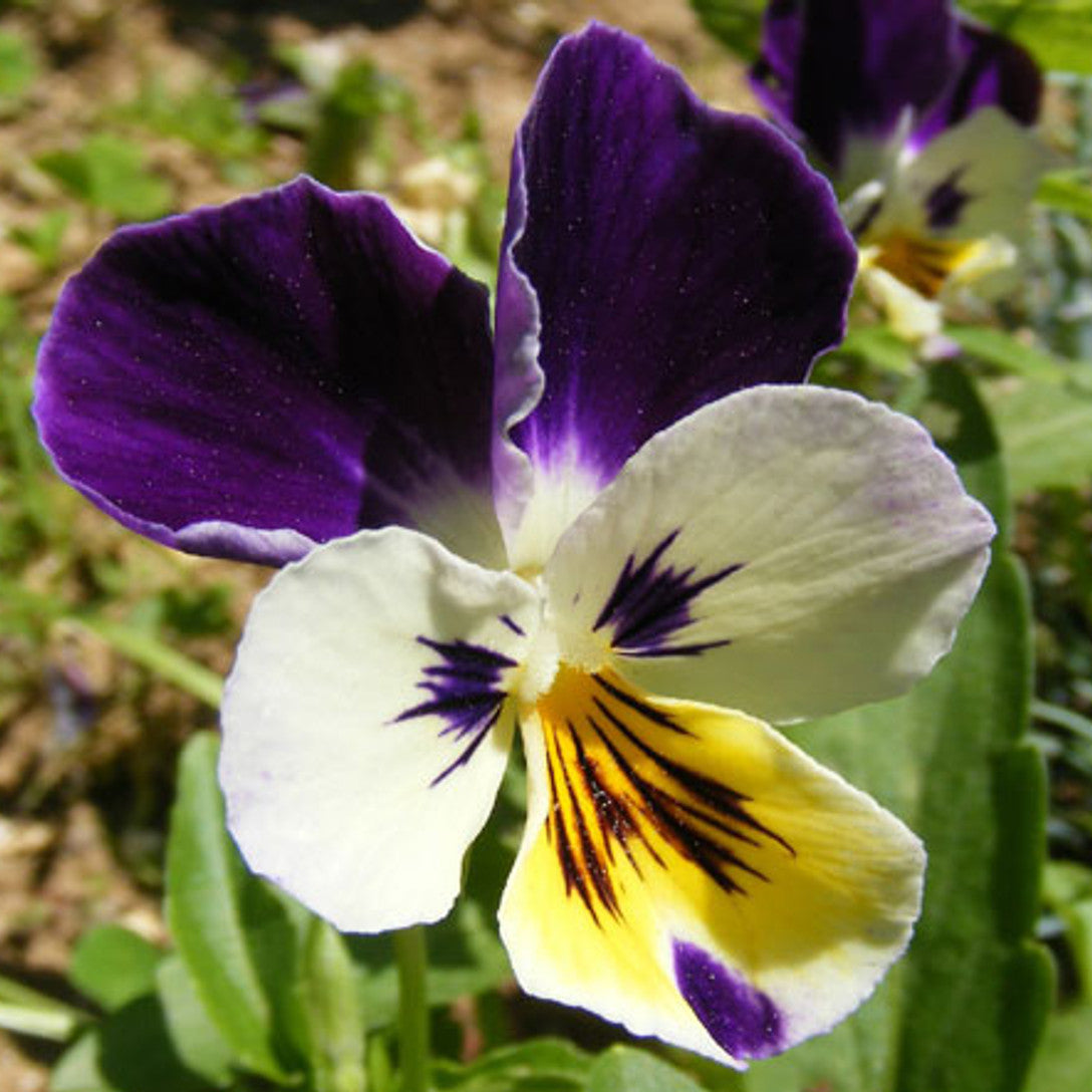 Johnny Jump Up Viola Seeds