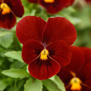 Red Blue Viola Seeds