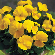Yellow Viola Seeds