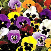 Wild Pansy Mix Viola Tricolor Seeds