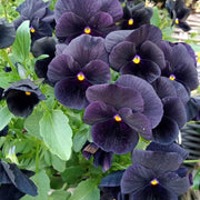Black Pansy Viola Tricolor Seeds