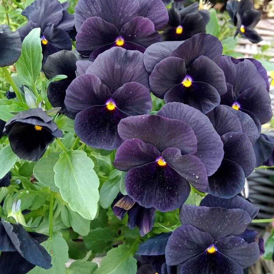 Black Pansy Viola Tricolor Seeds