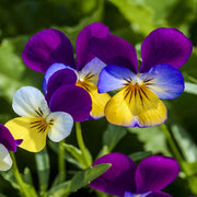 Viola Tricolor Johnny Jump Up Seeds
