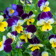 Viola Tricolor Johnny Jump Up Seeds