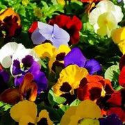 Viola Tricolor Mixed Colors Seeds