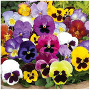 Viola Tricolor Mixed Colors Seeds