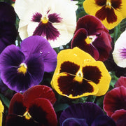 Perennial Pansy Viola Tricolor Seeds